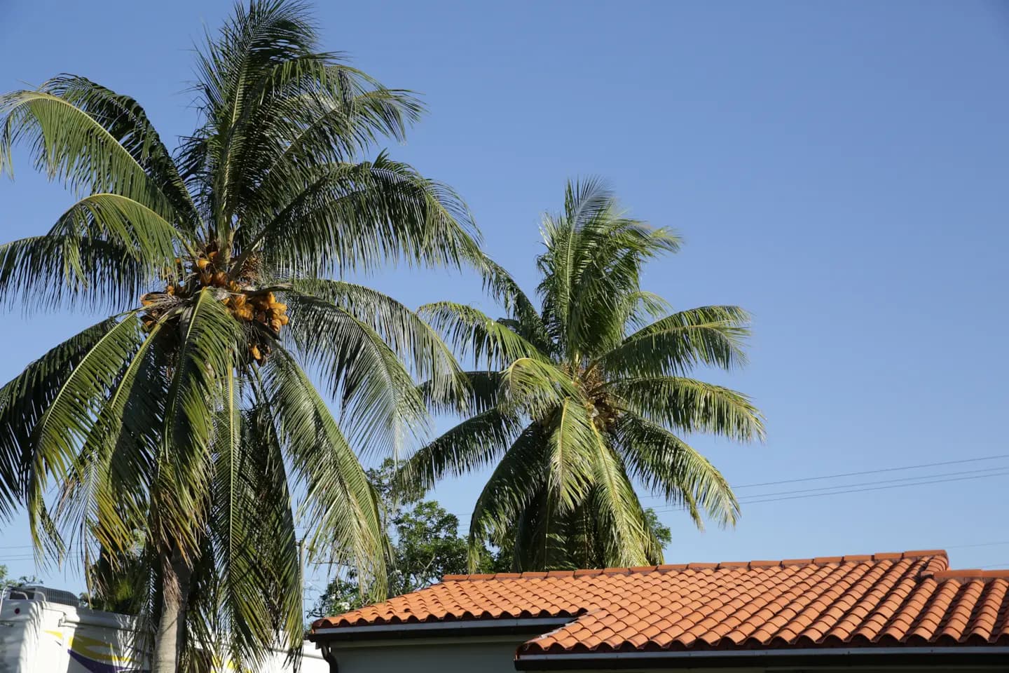Red tile roof on a residential home with palm trees in the background.